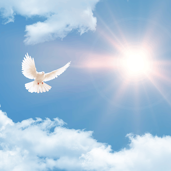 Dove Dove pic